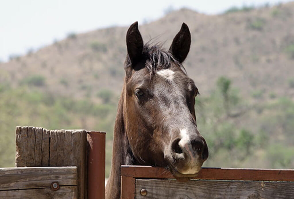 Caring For The Ranch Horses Circle Z Ranch